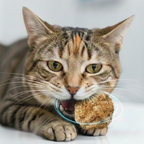 Organic Coconut Husk Ball